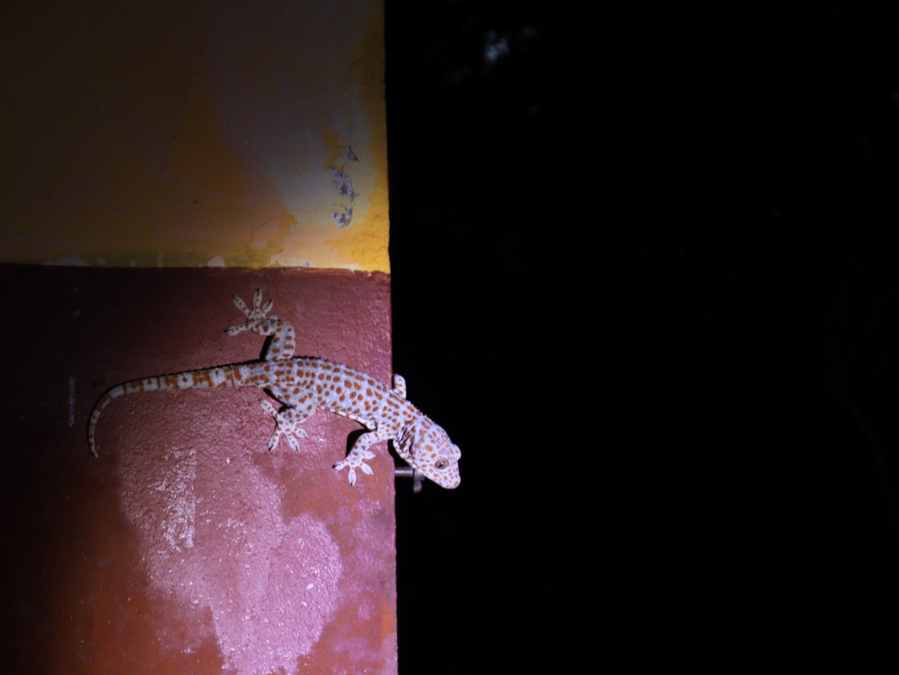 Langkawi Enchanted Rainforest Night Tour